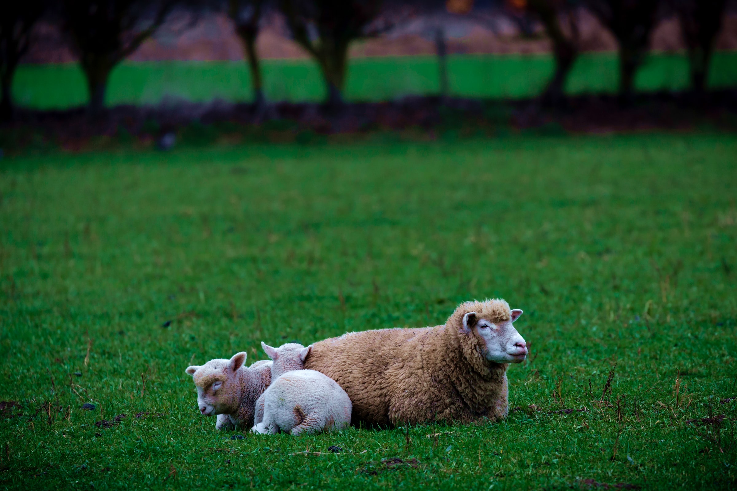 Green sheep. Милые овечки фото. Две овечки. Среди овец. Овечка на траве.